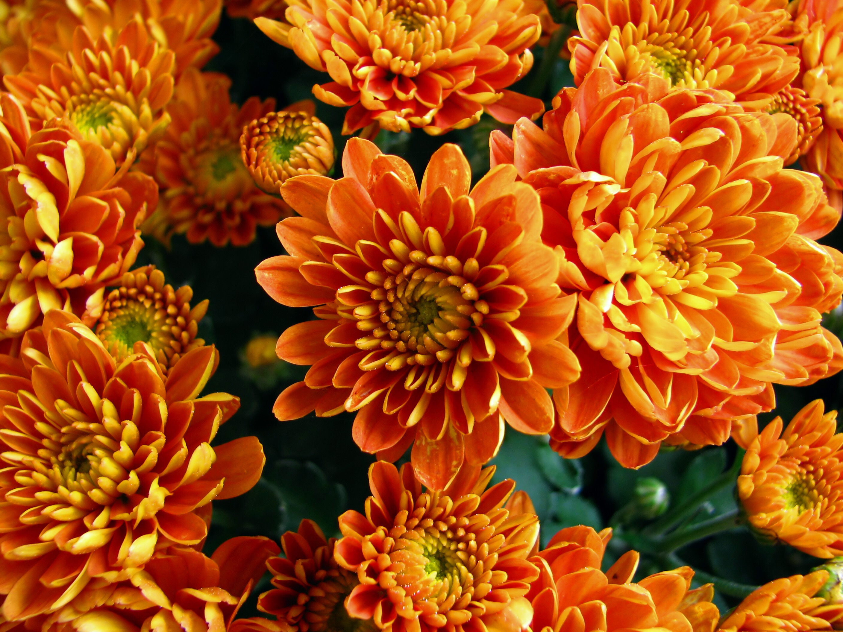 orange flowers mums fallflowers...