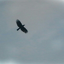 sky bird freedom