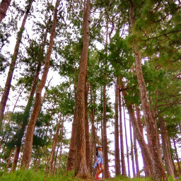 pineforest travel bucari iloilo philippines