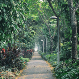 photography singapore green trees passageway