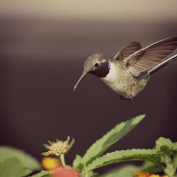 photography nature colibri