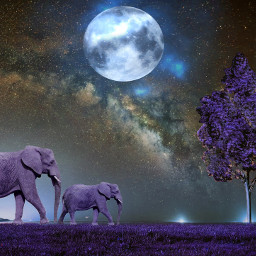 art elephants moonlight stars nature
