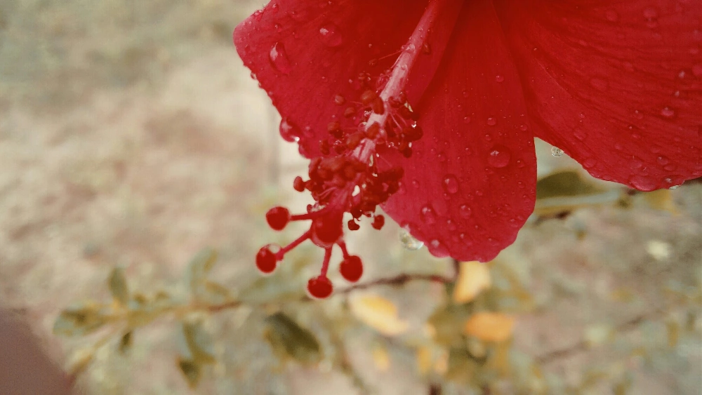 droplets makes the flowers