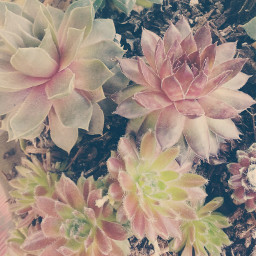 houseplants bokeh tumblr succulents instagram